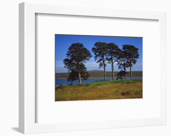 Pine Trees at Loch Ashie, 6 miles south of Inverness, Inverness-shire, 20th century-CM Dixon-Framed Photographic Print