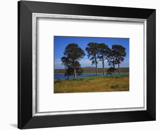 Pine Trees at Loch Ashie, 6 miles south of Inverness, Inverness-shire, 20th century-CM Dixon-Framed Photographic Print