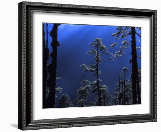 Pine Trees Glisten in the Early Morning Sunlight in the Remote Hingku Valley, Near Mount Everest-David Pickford-Framed Photographic Print