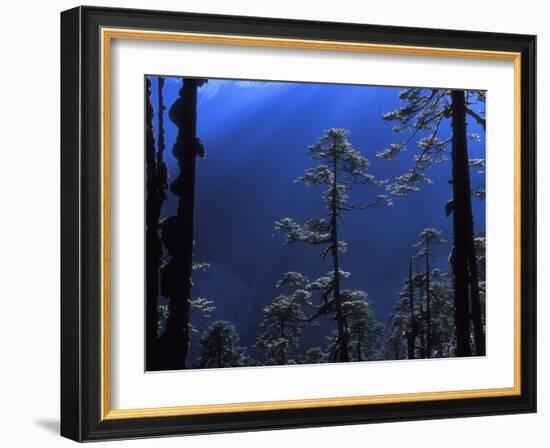 Pine Trees Glisten in the Early Morning Sunlight in the Remote Hingku Valley, Near Mount Everest-David Pickford-Framed Photographic Print