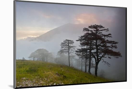 Pine Trees in Clouds, Llogoraja National Park, Albania, June 2009-Geidemark-Mounted Photographic Print