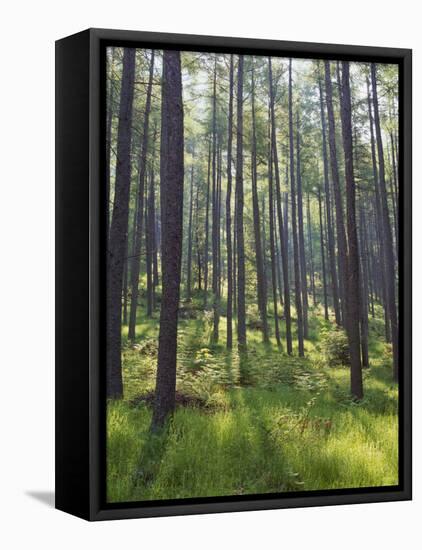 Pine Trees in Great Wood, Borrowdale, Lake District, Cumbria, England, United Kingdom, Europe-Nigel Blythe-Framed Premier Image Canvas