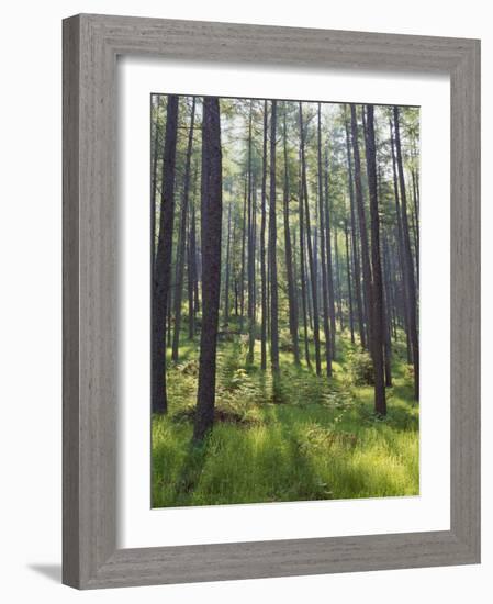 Pine Trees in Great Wood, Borrowdale, Lake District, Cumbria, England, United Kingdom, Europe-Nigel Blythe-Framed Photographic Print