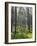 Pine Trees in Great Wood, Borrowdale, Lake District, Cumbria, England, United Kingdom, Europe-Nigel Blythe-Framed Photographic Print