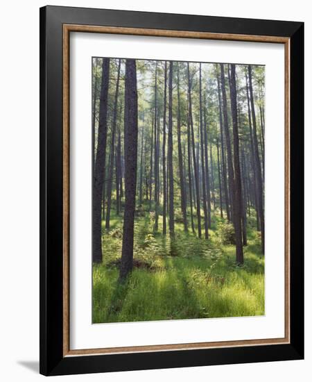 Pine Trees in Great Wood, Borrowdale, Lake District, Cumbria, England, United Kingdom, Europe-Nigel Blythe-Framed Photographic Print