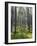 Pine Trees in Great Wood, Borrowdale, Lake District, Cumbria, England, United Kingdom, Europe-Nigel Blythe-Framed Photographic Print