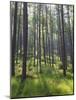 Pine Trees in Great Wood, Borrowdale, Lake District, Cumbria, England, United Kingdom, Europe-Nigel Blythe-Mounted Photographic Print