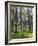 Pine Trees in Great Wood, Borrowdale, Lake District, Cumbria, England, United Kingdom, Europe-Nigel Blythe-Framed Photographic Print