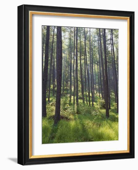 Pine Trees in Great Wood, Borrowdale, Lake District, Cumbria, England, United Kingdom, Europe-Nigel Blythe-Framed Photographic Print