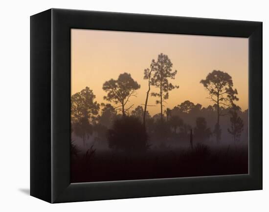 Pine Trees in Morning Fog, Big Cypress National Preserve, Florida-Rolf Nussbaumer-Framed Premier Image Canvas