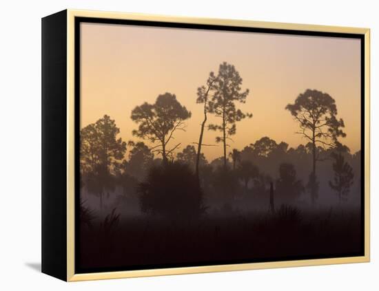 Pine Trees in Morning Fog, Big Cypress National Preserve, Florida-Rolf Nussbaumer-Framed Premier Image Canvas