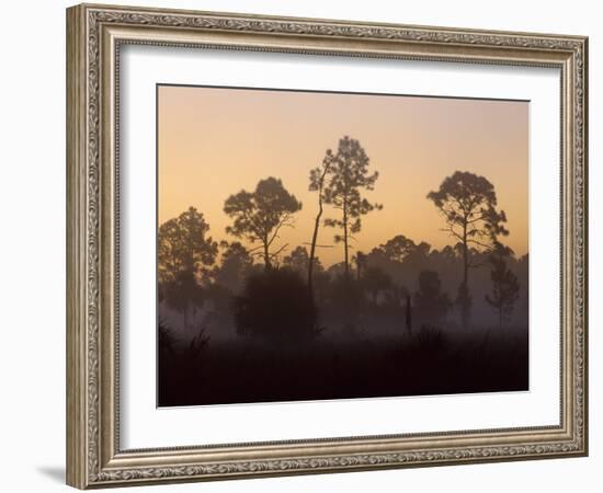 Pine Trees in Morning Fog, Big Cypress National Preserve, Florida-Rolf Nussbaumer-Framed Photographic Print