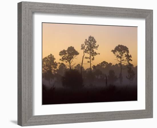 Pine Trees in Morning Fog, Big Cypress National Preserve, Florida-Rolf Nussbaumer-Framed Photographic Print