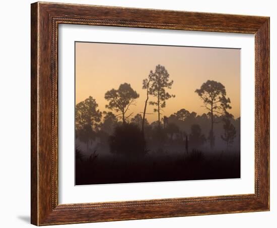 Pine Trees in Morning Fog, Big Cypress National Preserve, Florida-Rolf Nussbaumer-Framed Photographic Print