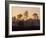 Pine Trees in Morning Fog, Big Cypress National Preserve, Florida-Rolf Nussbaumer-Framed Photographic Print