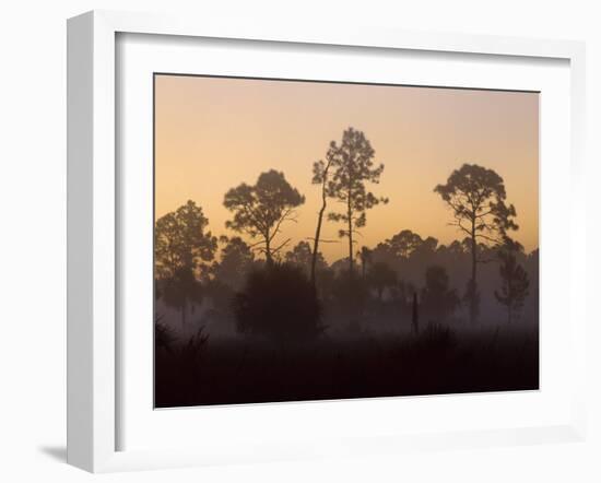 Pine Trees in Morning Fog, Big Cypress National Preserve, Florida-Rolf Nussbaumer-Framed Photographic Print