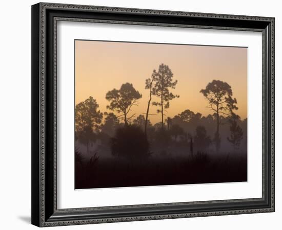 Pine Trees in Morning Fog, Big Cypress National Preserve, Florida-Rolf Nussbaumer-Framed Photographic Print