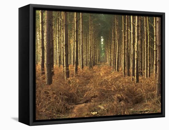 Pine Trees in Rows in Morning Light, Norfolk Wood, Norfolk, England, United Kingdom, Europe-Charcrit Boonsom-Framed Premier Image Canvas