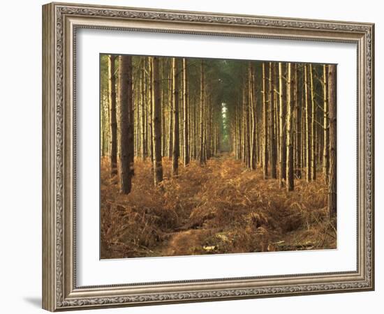 Pine Trees in Rows in Morning Light, Norfolk Wood, Norfolk, England, United Kingdom, Europe-Charcrit Boonsom-Framed Photographic Print