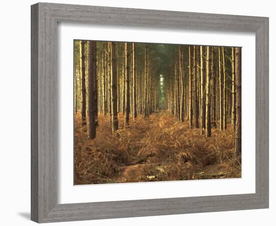 Pine Trees in Rows in Morning Light, Norfolk Wood, Norfolk, England, United Kingdom, Europe-Charcrit Boonsom-Framed Photographic Print