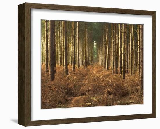 Pine Trees in Rows in Morning Light, Norfolk Wood, Norfolk, England, United Kingdom, Europe-Charcrit Boonsom-Framed Photographic Print