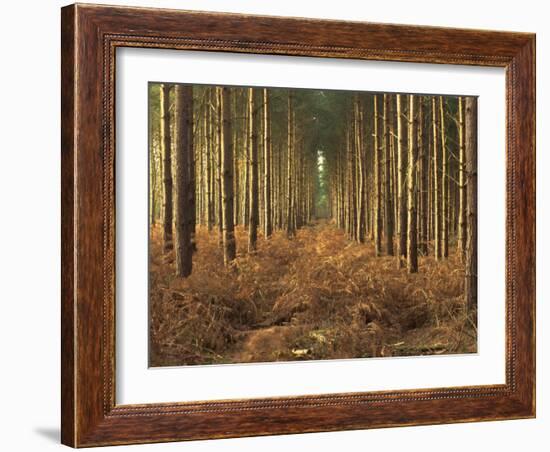 Pine Trees in Rows in Morning Light, Norfolk Wood, Norfolk, England, United Kingdom, Europe-Charcrit Boonsom-Framed Photographic Print