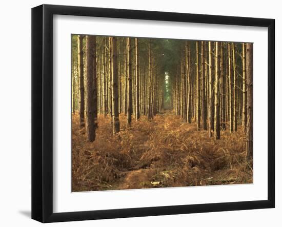 Pine Trees in Rows in Morning Light, Norfolk Wood, Norfolk, England, United Kingdom, Europe-Charcrit Boonsom-Framed Photographic Print