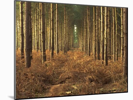 Pine Trees in Rows in Morning Light, Norfolk Wood, Norfolk, England, United Kingdom, Europe-Charcrit Boonsom-Mounted Photographic Print