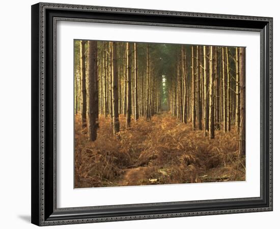 Pine Trees in Rows in Morning Light, Norfolk Wood, Norfolk, England, United Kingdom, Europe-Charcrit Boonsom-Framed Photographic Print