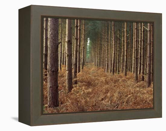 Pine Trees in Rows, Norfolk Wood, Norfolk, England, United Kingdom, Europe-Charcrit Boonsom-Framed Premier Image Canvas