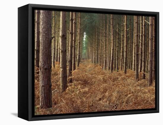 Pine Trees in Rows, Norfolk Wood, Norfolk, England, United Kingdom, Europe-Charcrit Boonsom-Framed Premier Image Canvas