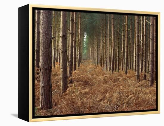 Pine Trees in Rows, Norfolk Wood, Norfolk, England, United Kingdom, Europe-Charcrit Boonsom-Framed Premier Image Canvas