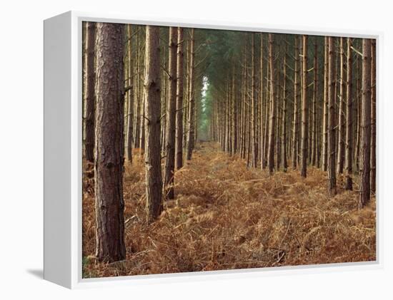 Pine Trees in Rows, Norfolk Wood, Norfolk, England, United Kingdom, Europe-Charcrit Boonsom-Framed Premier Image Canvas