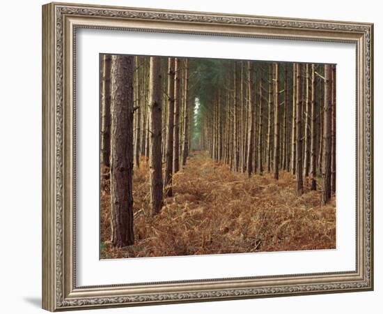 Pine Trees in Rows, Norfolk Wood, Norfolk, England, United Kingdom, Europe-Charcrit Boonsom-Framed Photographic Print