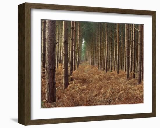Pine Trees in Rows, Norfolk Wood, Norfolk, England, United Kingdom, Europe-Charcrit Boonsom-Framed Photographic Print
