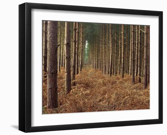 Pine Trees in Rows, Norfolk Wood, Norfolk, England, United Kingdom, Europe-Charcrit Boonsom-Framed Photographic Print