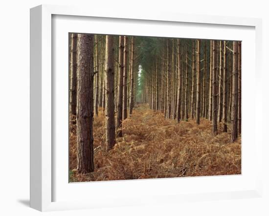 Pine Trees in Rows, Norfolk Wood, Norfolk, England, United Kingdom, Europe-Charcrit Boonsom-Framed Photographic Print