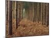 Pine Trees in Rows, Norfolk Wood, Norfolk, England, United Kingdom, Europe-Charcrit Boonsom-Mounted Photographic Print