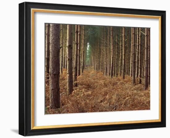 Pine Trees in Rows, Norfolk Wood, Norfolk, England, United Kingdom, Europe-Charcrit Boonsom-Framed Photographic Print