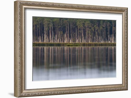 Pine Trees Killed By Brackish Water Of Rising Sea Level, Blackwater NWR, Cambridge, MD-Karine Aigner-Framed Photographic Print