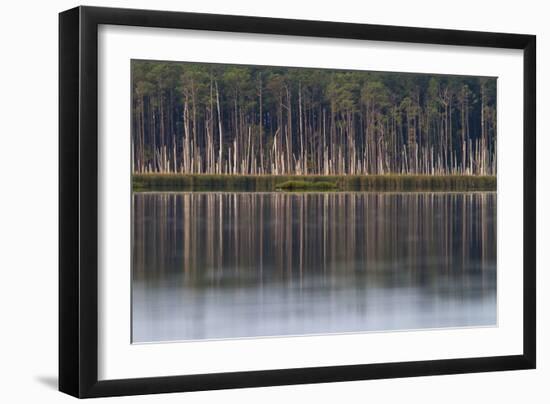 Pine Trees Killed By Brackish Water Of Rising Sea Level, Blackwater NWR, Cambridge, MD-Karine Aigner-Framed Photographic Print