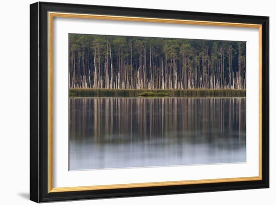 Pine Trees Killed By Brackish Water Of Rising Sea Level, Blackwater NWR, Cambridge, MD-Karine Aigner-Framed Photographic Print