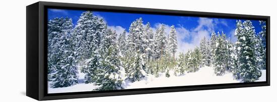 Pine Trees on a Snow Covered Hill, Breckenridge, Summit County, Colorado, USA-null-Framed Premier Image Canvas