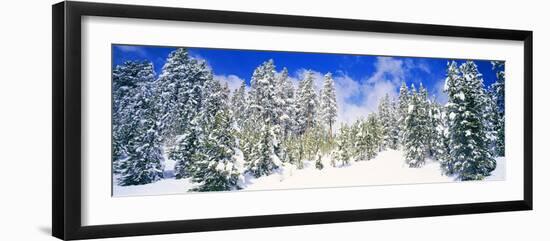 Pine Trees on a Snow Covered Hill, Breckenridge, Summit County, Colorado, USA-null-Framed Photographic Print
