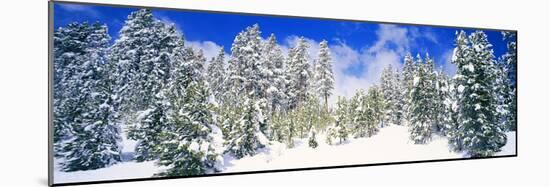 Pine Trees on a Snow Covered Hill, Breckenridge, Summit County, Colorado, USA-null-Mounted Photographic Print