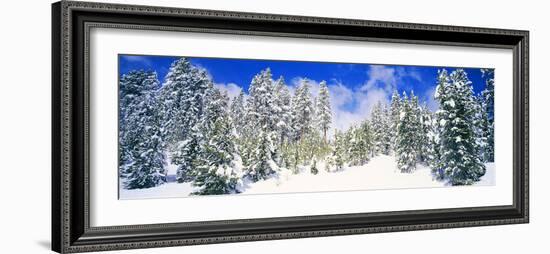Pine Trees on a Snow Covered Hill, Breckenridge, Summit County, Colorado, USA-null-Framed Photographic Print