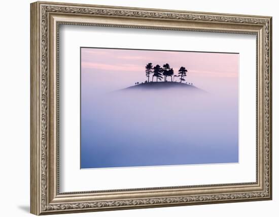 Pine trees on Colmer’s Hill, in morning mist, UK-Ross Hoddinott-Framed Photographic Print