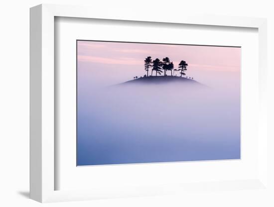 Pine trees on Colmer’s Hill, in morning mist, UK-Ross Hoddinott-Framed Photographic Print