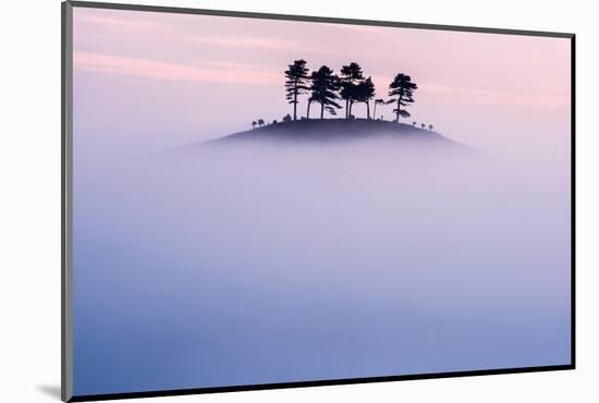 Pine trees on Colmer’s Hill, in morning mist, UK-Ross Hoddinott-Mounted Photographic Print