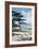 Pine Trees on the Beach with Mt Fuji in the Background, Japan-null-Framed Giclee Print